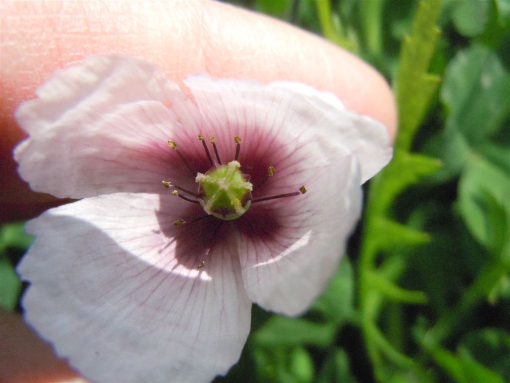 Papaver setigerum